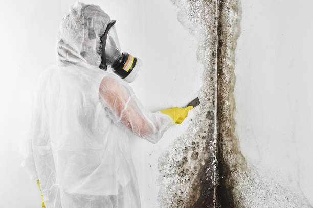 Professional Mold Removal in Burgettstown, PA