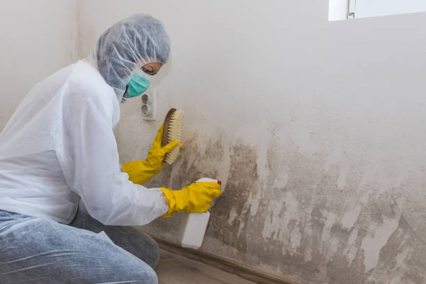 Best Local Mold Removal Service  in Burgettstown, PA