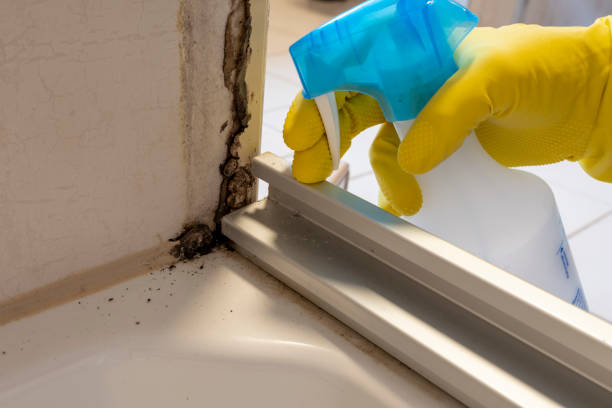 Best Mold Damage Repair  in Burgettstown, PA