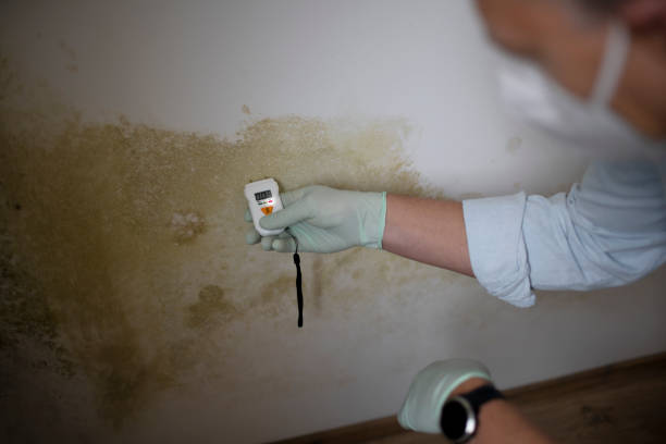 Best Residential Mold Removal  in Burgettstown, PA