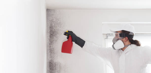 Best Best Mold Removal Companies  in Burgettstown, PA