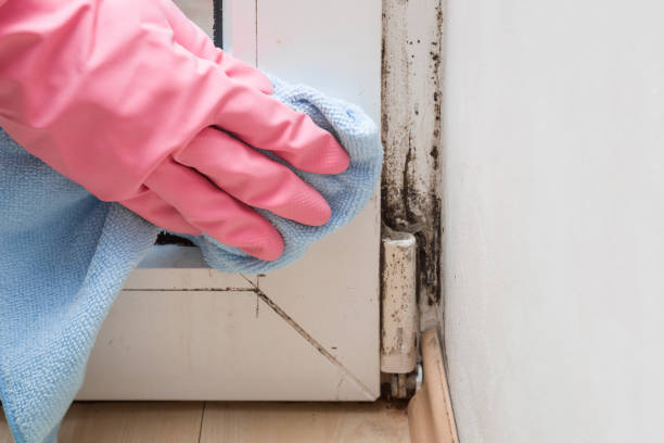 Best Mold Cleaning Services  in Burgettstown, PA